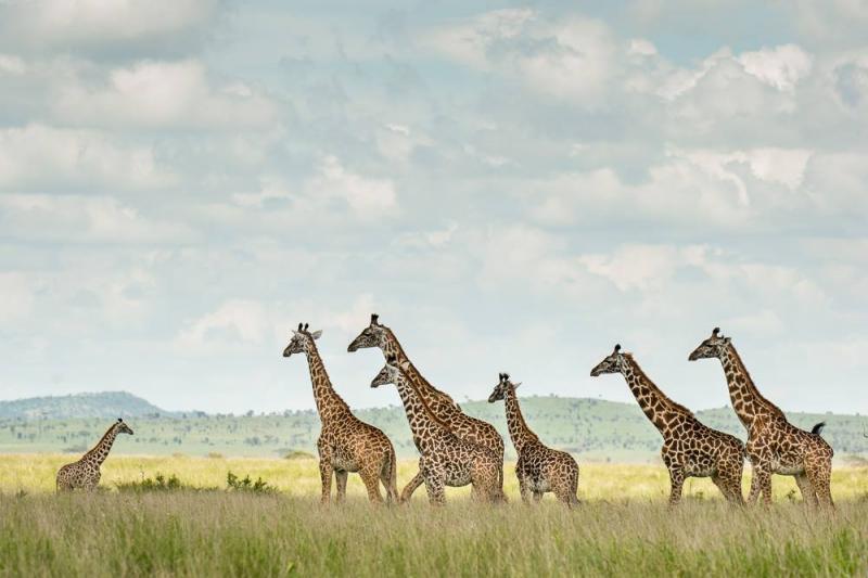 3 Nights - Faru Faru Grumeti Serengeti 
