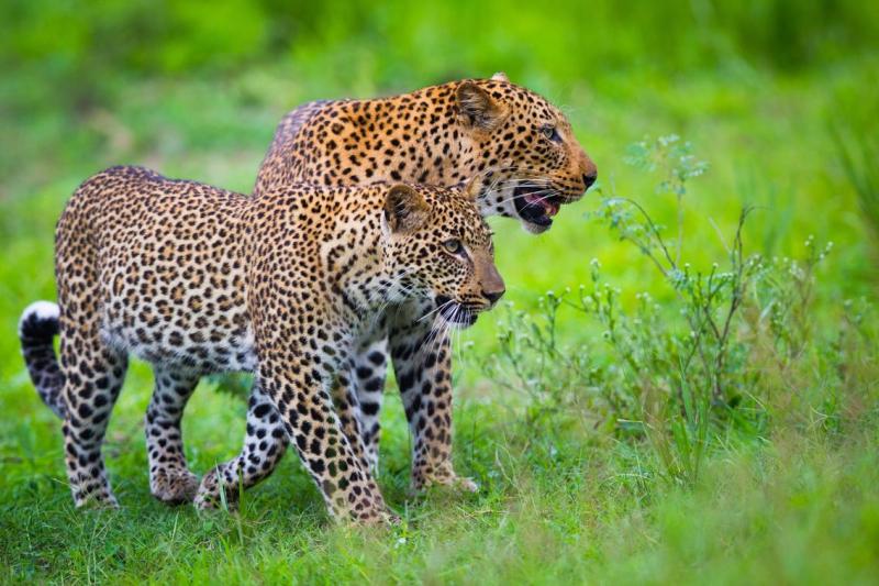 Days 6-8: Zungulila Bush Adventure | 2 Nights