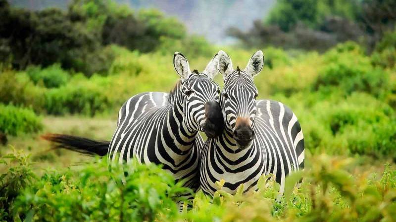 1 Night  - Lake Mburo National Park  | Uganda