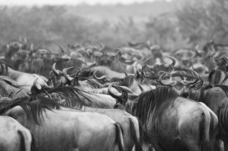 3 Nights – Serengeti National Park 