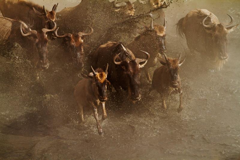 3 Nights - North Serengeti