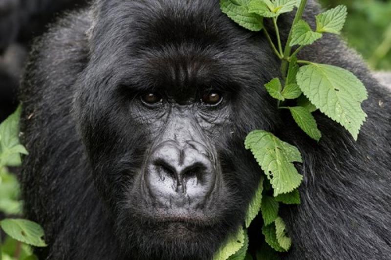 2 Nights - Volcanoes National Park | Rwanda