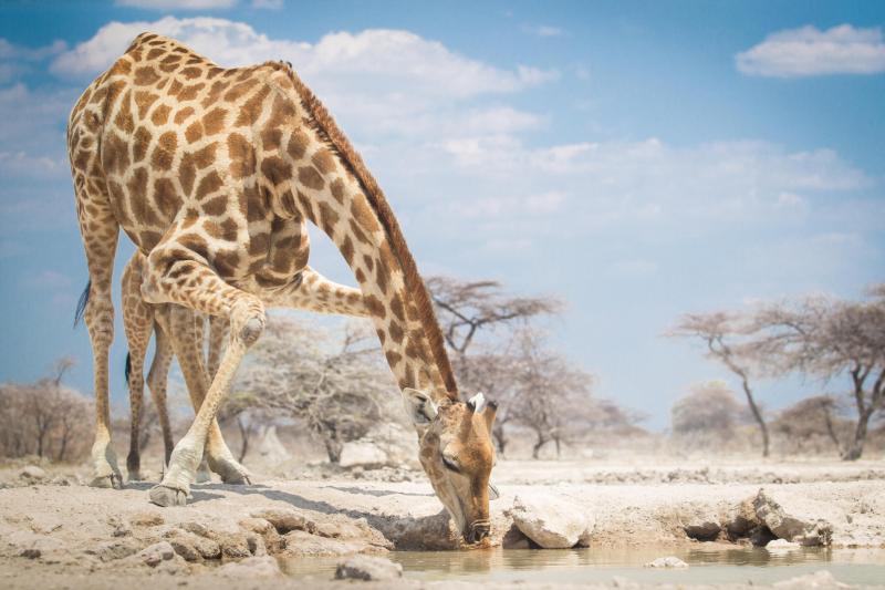 Days 2-3: Etosha Wildlife Encounter | 2 Nights