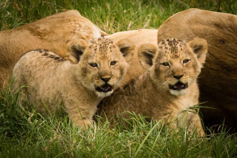 1 Night - Arusha