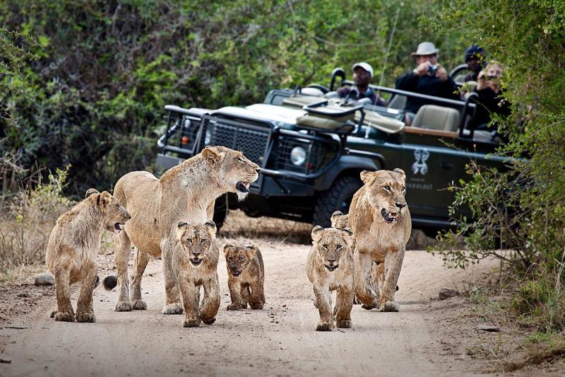 Days 6-7: Search for the Big 5 in Londolozi