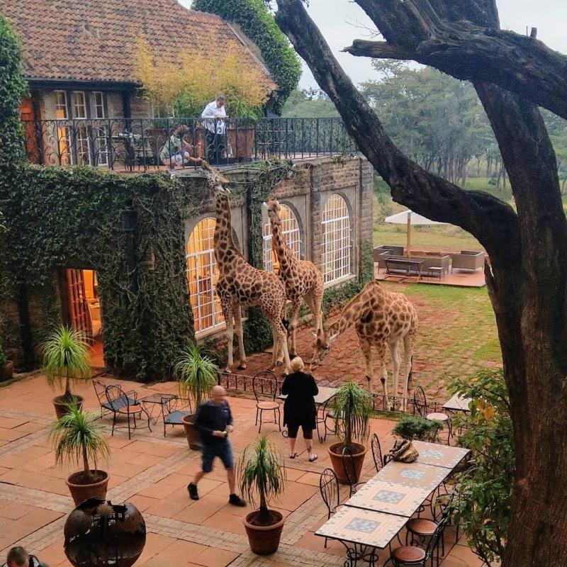 1 Night - Giraffe Manor | Nairobi