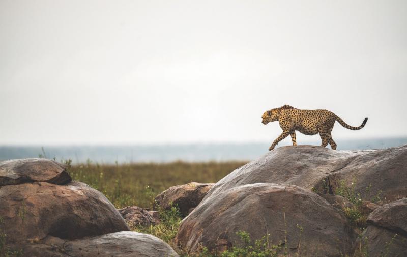 2 Nights - Serengeti National Park | Tanzania 