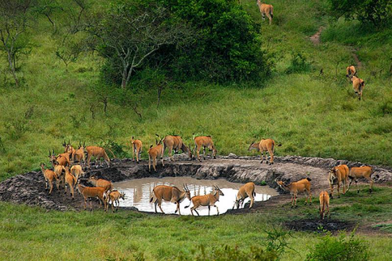 1 Night  - Lake Mburo National Park  | Uganda