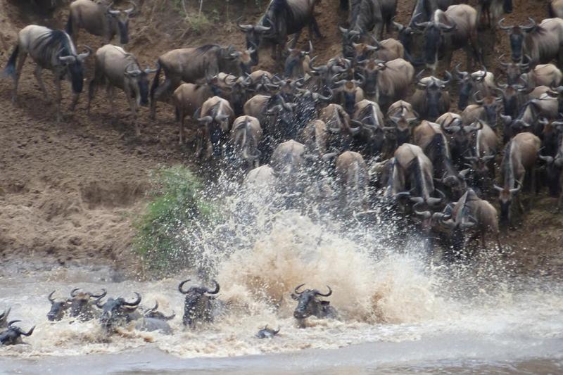 Days 4–6: Sightseeing in the Serengeti | 3 Nights