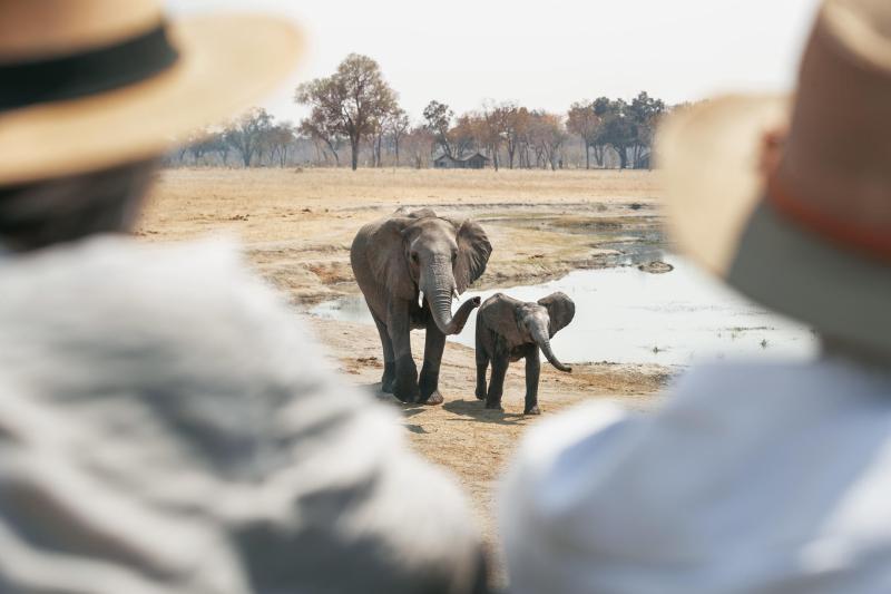 Day 1-3: Hwange's Majestic Elephants | 2 Nights